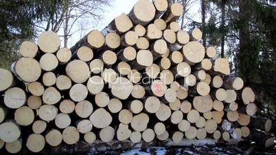 Freshly cut logs and trees at the background