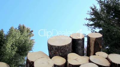 Tree leaves swaying to the breeze of the air and logs piled