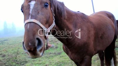 Horse chewing on something then bowing down to eat more grass