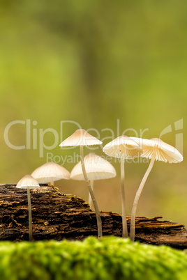 Forest mushrooms in a forest litter