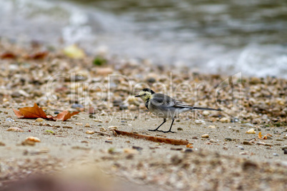 White Wagtai (Motacilla alba) l by the lake