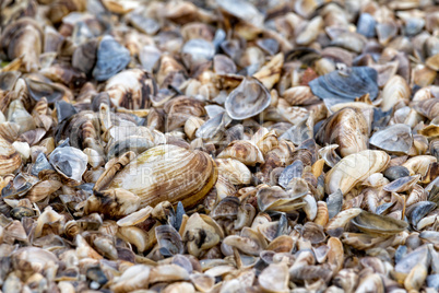 Many dry shell