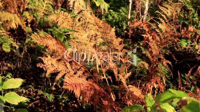 Withered ferns surrounded by green and healthy leaves