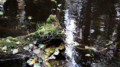 Leaves floating in the water