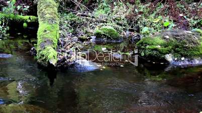 Closer view of the flowing stream