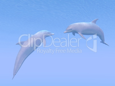 dolphins date - 3d render