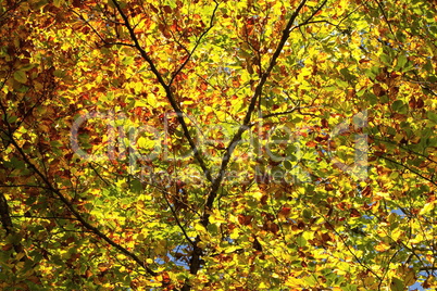 colorful tree leaves in autumn