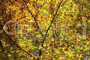 colorful tree leaves in autumn