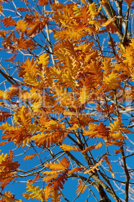 autumn red oak leaves