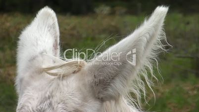 oesterreich-ungarischer weißer Esel
