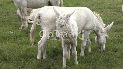 oesterreich-ungarische weiße Esel