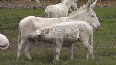 oesterreich-ungarischer weißer Esel