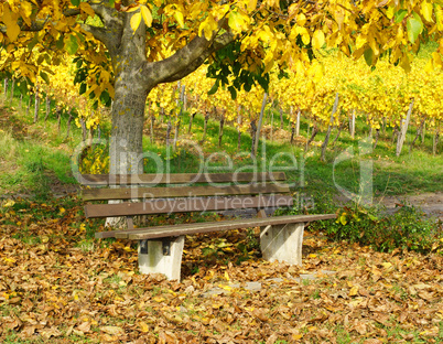 sitzbank in der natur mit buntem herbstlaub