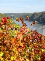 vineyard in autumn at the rhine river in germany