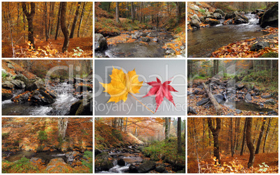 autumn creek and forest collage