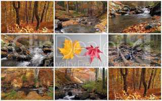 autumn creek and forest collage