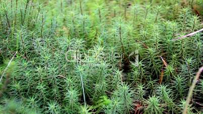 Closer image of the green shrubs in the bog swamp ground