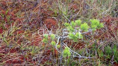 Small tree growing within an open area full of bog swamp grass