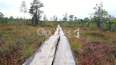 Trail within the forest on bog swamp