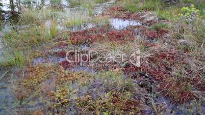 Green and red grass found on bog swamp marsh land