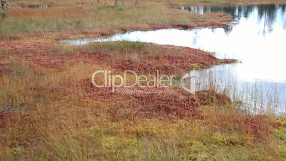 Red grass and some green are found in the grounds in the bog swamp marsh land