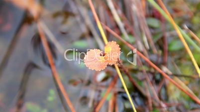 Orange leaf growing in the bog swamp marsh land
