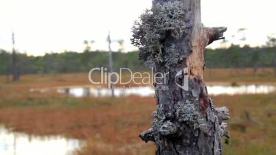 Old tree in the bog swamp marsh land