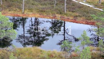 Water reflection of the trees found on the bog swamp marsh land