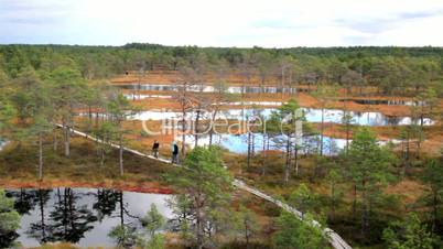 Large marsh land has wooden trail on bog swamp