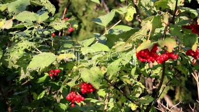 Leaves on the Viburnum opulus guelder rose cherry tree has been eaten by insects