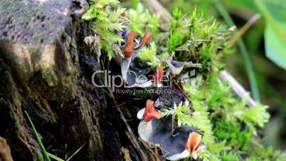 Leaves growing out of the tree trunk