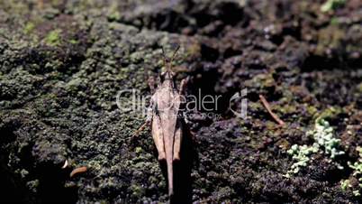 Grasshopper moving on tree trunk