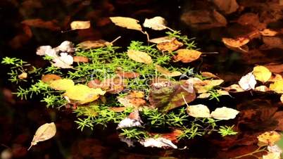 Leaves floating on top of water