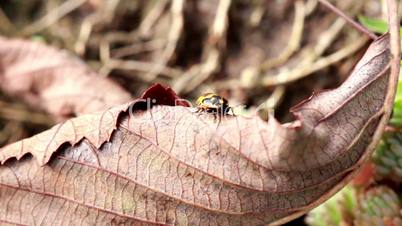 Beetle crawling on the fallen leaf