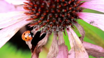 Closer image of a lady bug on top of leaf