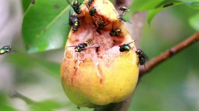 Bees and flies flocking on rotten fruit