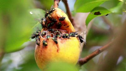 Large flies and a bee flocking at the rotten fruit