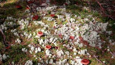 Mushrooms growing on the ground