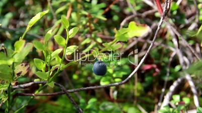 Closer image of a single blue berry