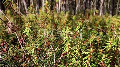 Tall Marsh Labrador Tea Rhododendron tomentosum shrubs on the forest