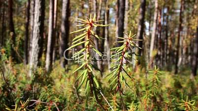 Two Marsh Labrador Tea Rhododendron tomentosum shrub branch moving as the wind blows