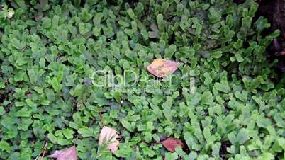 Fallen leaves on top of grass and moss