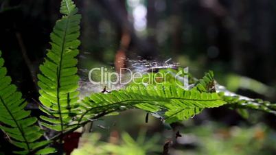 Ferns that has some spider webs in jungle forest