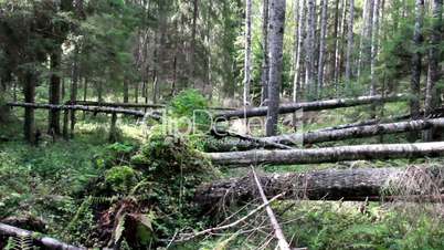 Several fallen trees found on forest