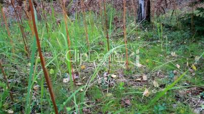 Withered shrubs on the forest