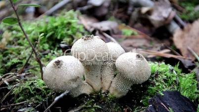 Lycoperdon perlatum common puffball white mushrooms spores on the ground