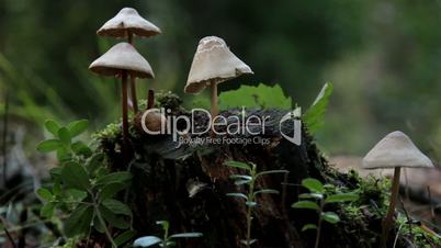 Growing mushroom on tree trunk