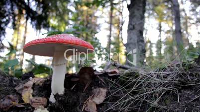 Growing Amanita Muscaria fly agaric mushroom in the forest