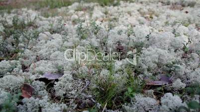 Reindeer lichen Cladina cladonia lactarius rufus in the ground