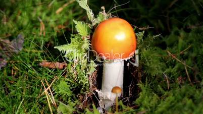 Orange mushroom growing